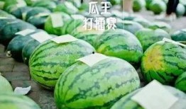 热门大瓜每日大赛,揭秘娱乐圈最新爆料，大赛精彩瞬间回顾